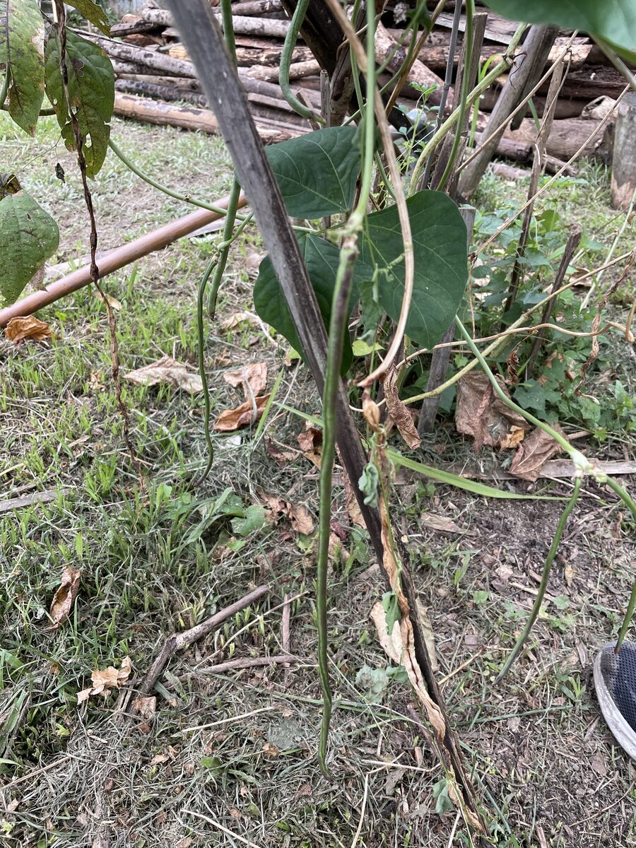 Vigna unguiculata subsp. sesquipedalis (Yard long bean) — photo