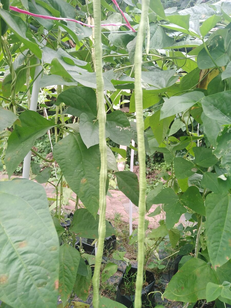 Vigna unguiculata subsp. sesquipedalis