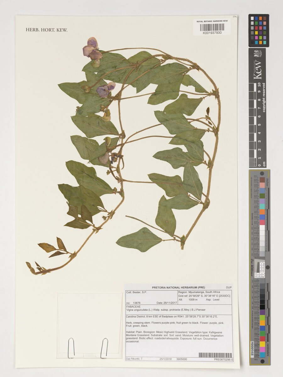 Vigna unguiculata subsp. stenophylla — photo