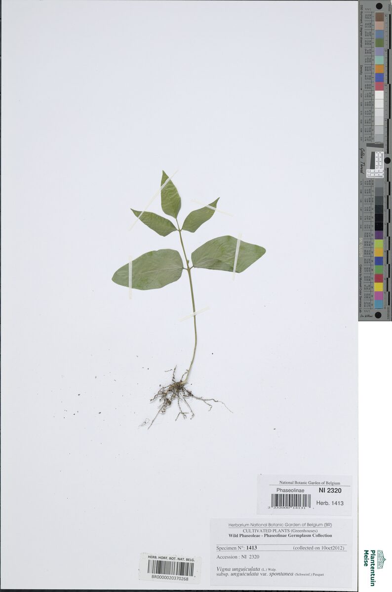 Vigna unguiculata unguiculata - (L.) Walp. (Black-Eyed Pea) — photo