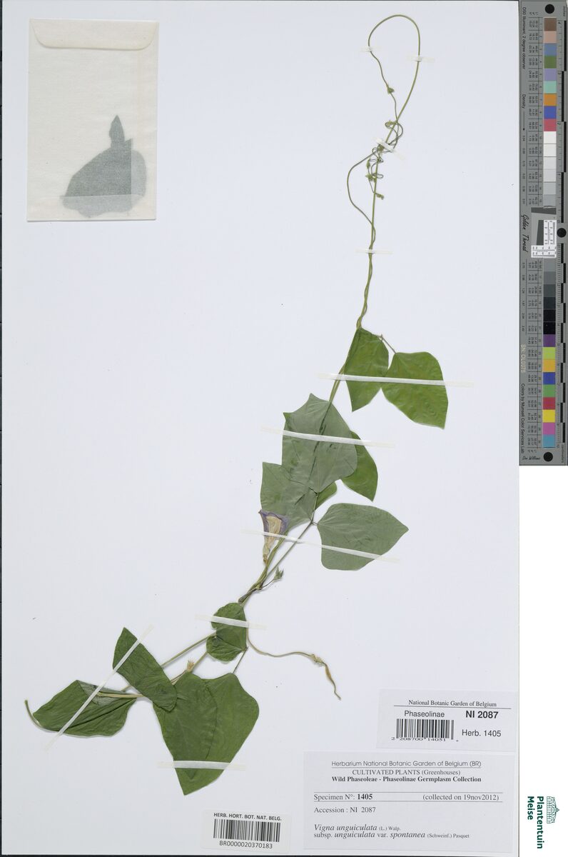 Vigna unguiculata unguiculata - (L.) Walp. (Black-Eyed Pea) — photo