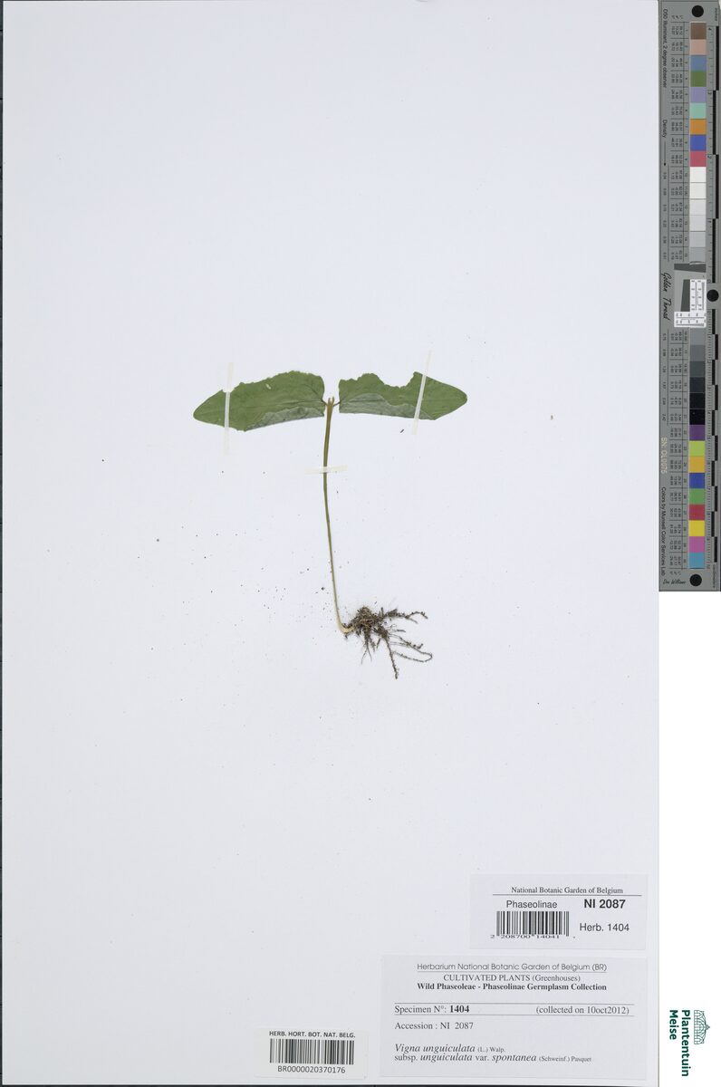 Vigna unguiculata unguiculata - (L.) Walp.