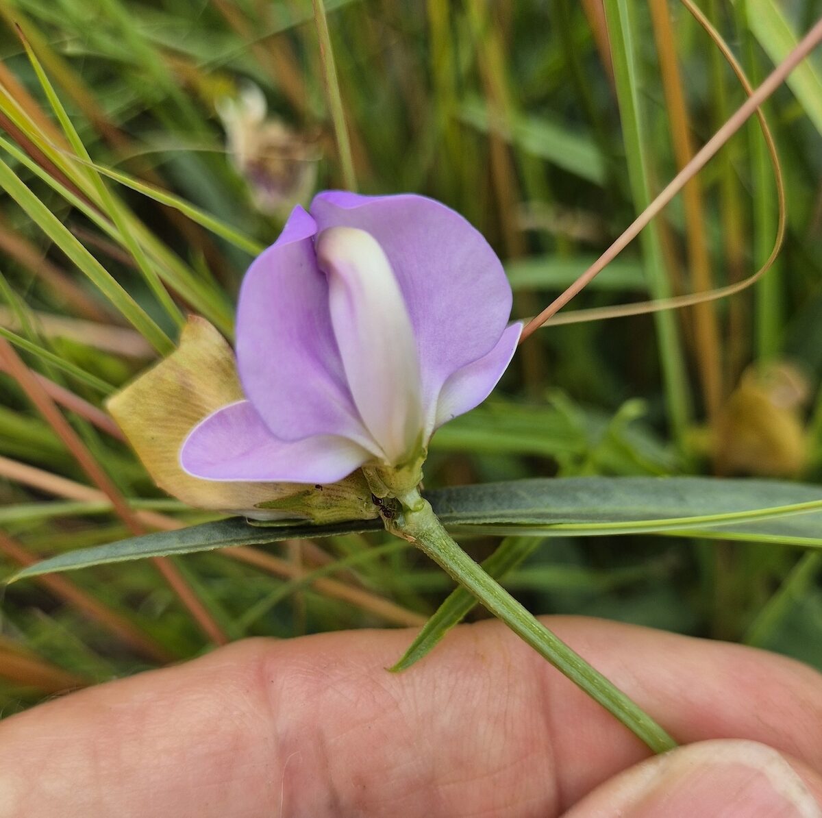 Vigna unguiculata (Cowpea) — photo