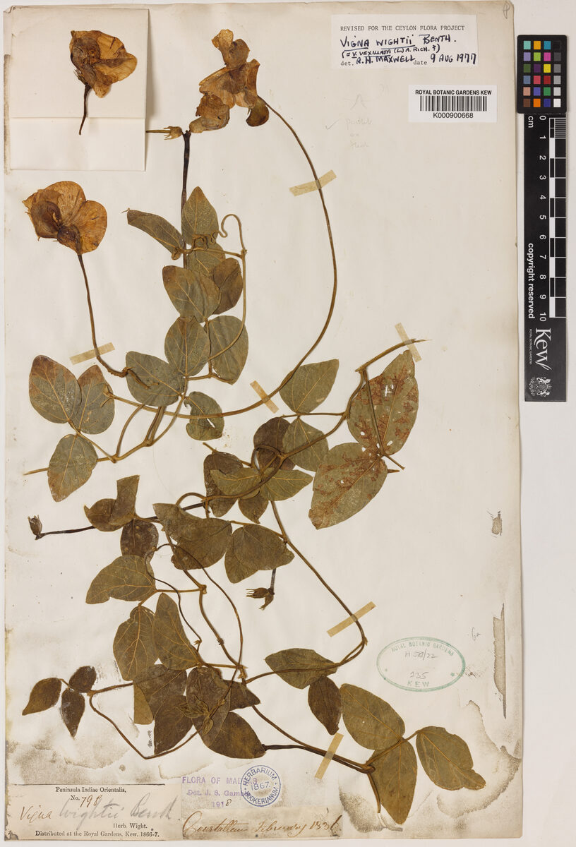 Vigna vexillata var. wightii (Wynaad sweet pea) — photo