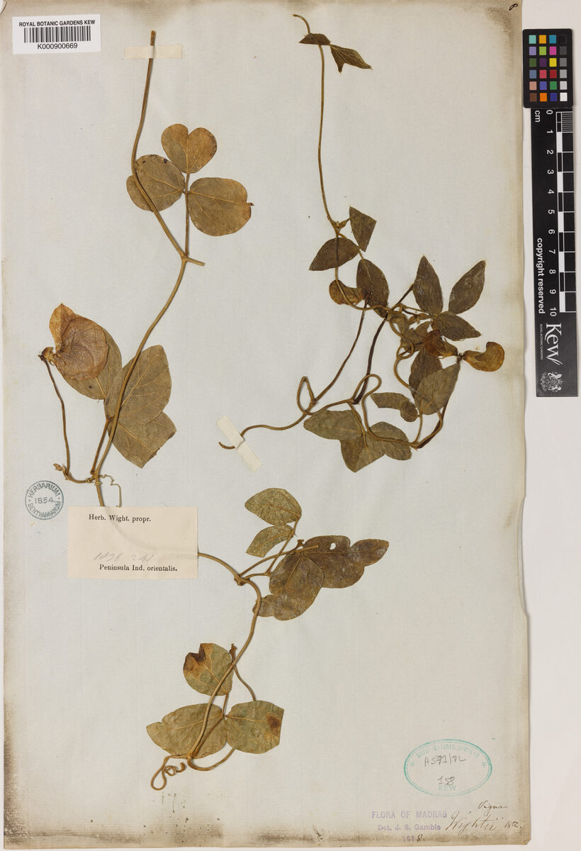 Vigna vexillata var. wightii