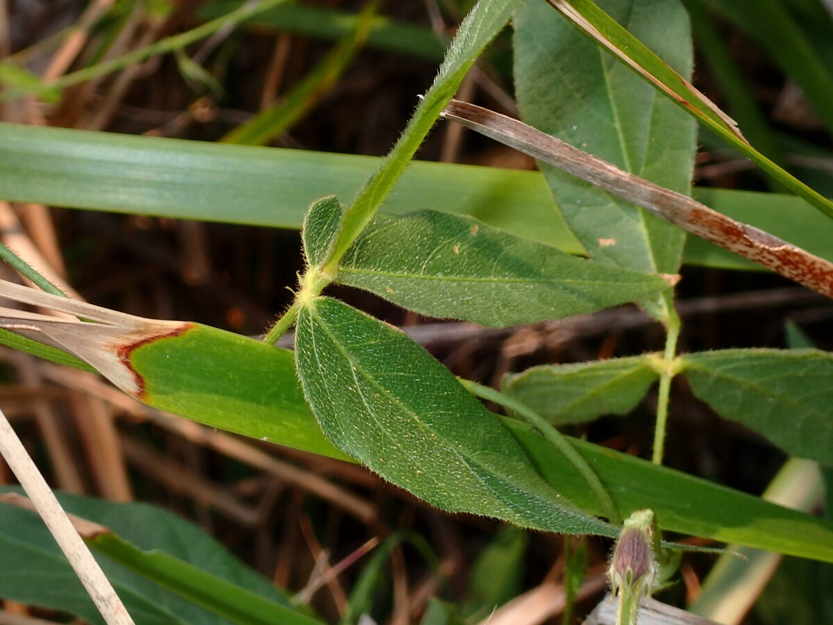 Vigna vexillata var. youngiana (Wild cowpea) — photo