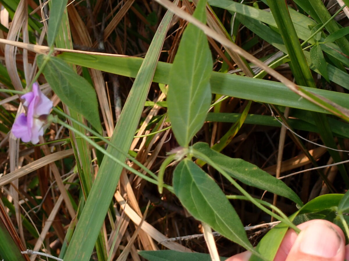 Vigna vexillata var. youngiana (Wild cowpea) — photo