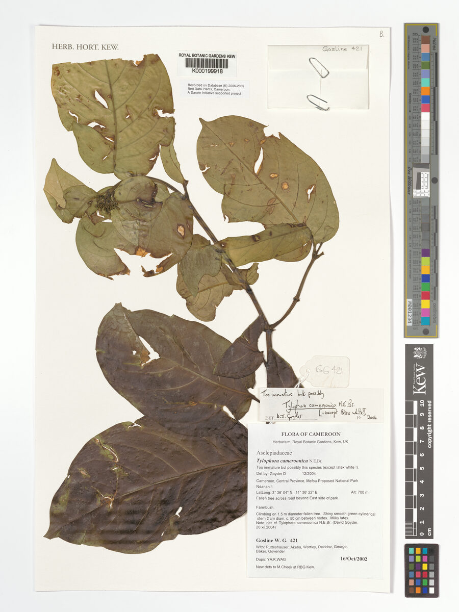 Vincetoxicum cameroonicum — photo