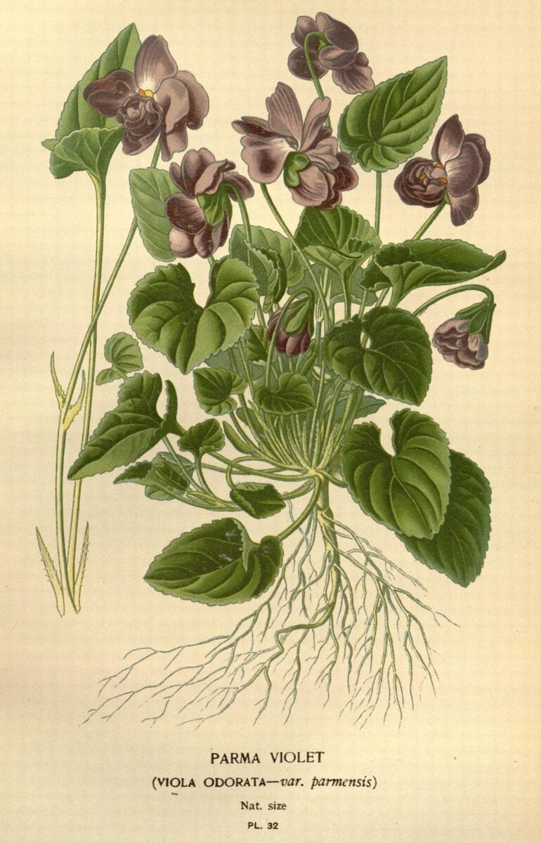 Viola alba (Parma violet) — photo