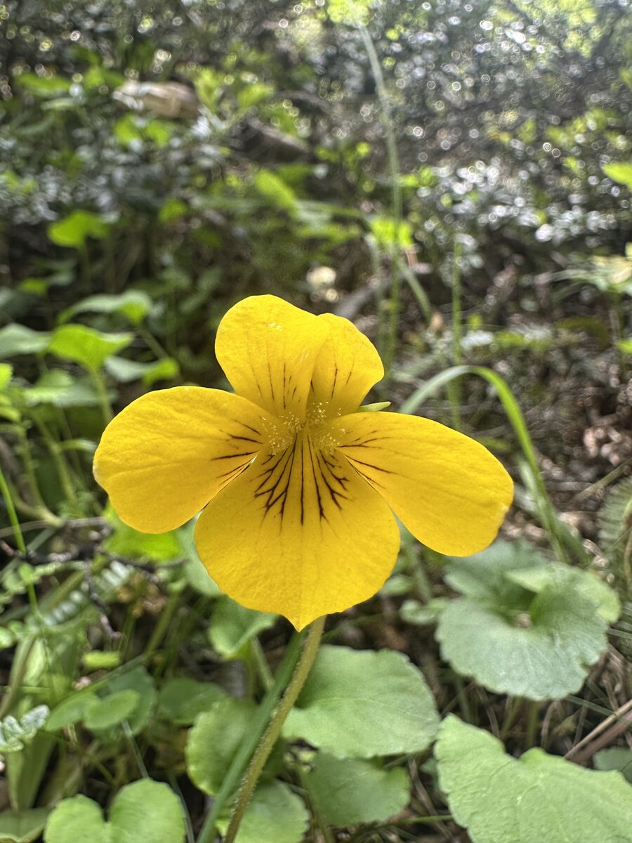 Viola arcuata — photo