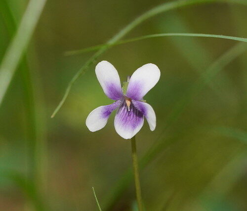 Viola banksii (Ivy-leaf violet) — photo