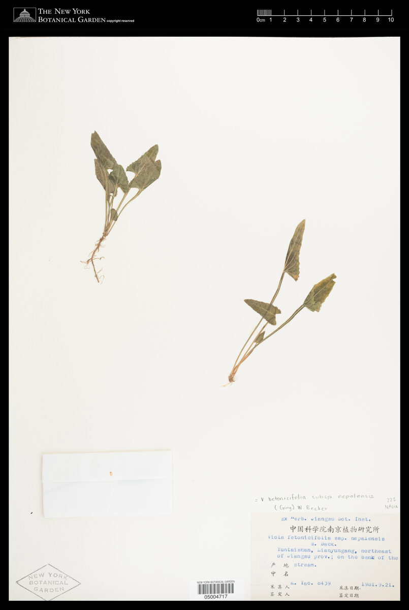 Viola betonicifolia subsp. nepalensis (Vanapsa) — photo