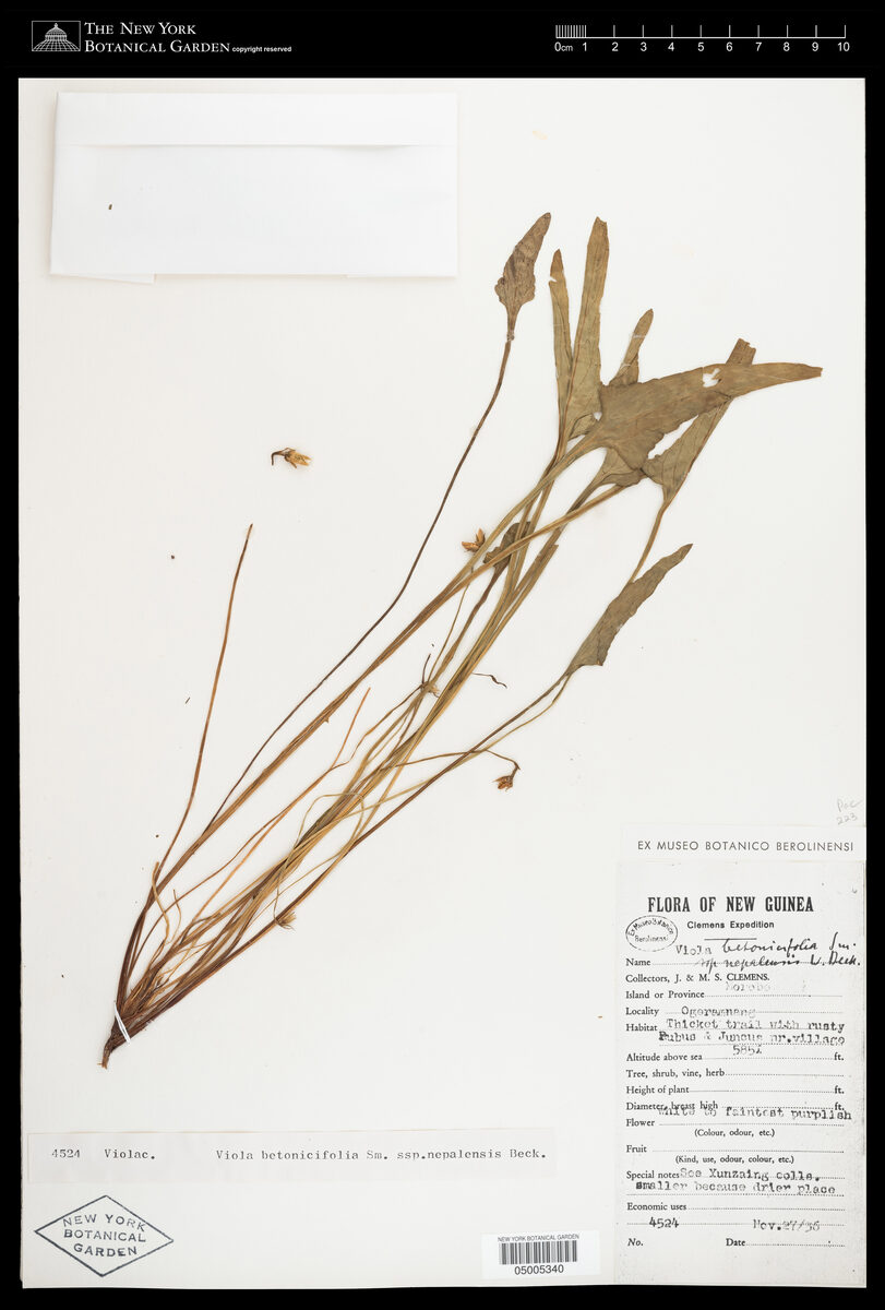 Viola betonicifolia subsp. nepalensis (Vanapsa) — photo