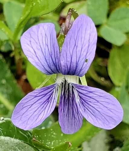 Viola cucullata (Marsh Blue Violet) — photo