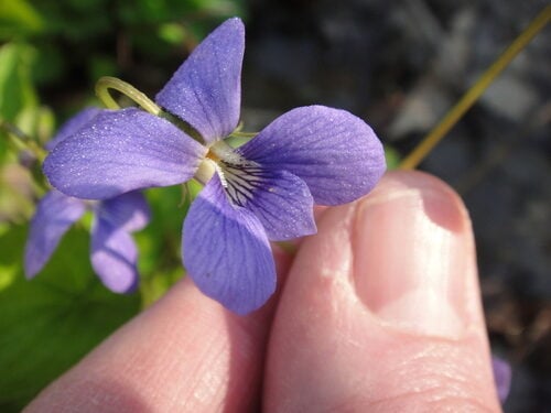 Viola cucullata (Marsh Blue Violet) — photo