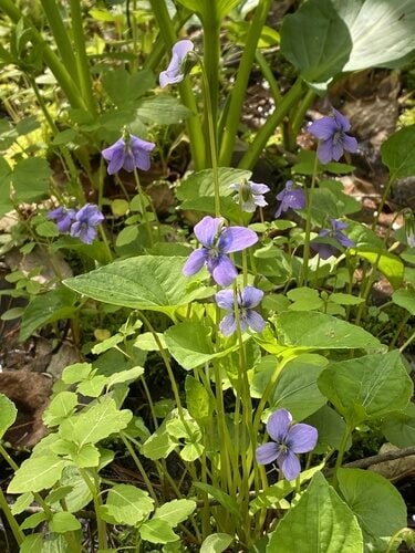 Viola cucullata