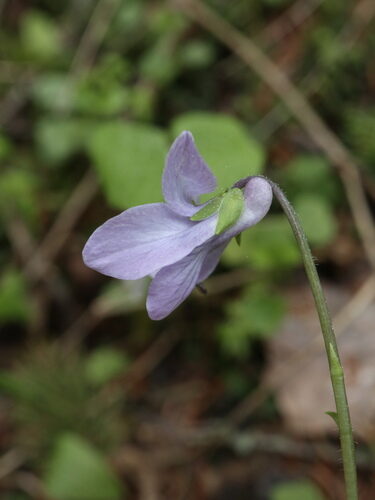 Viola epipsila (Dwarf marsh violet) — photo