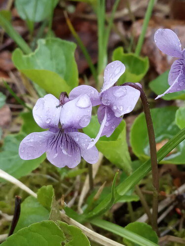 Viola epipsila (Dwarf marsh violet) — photo