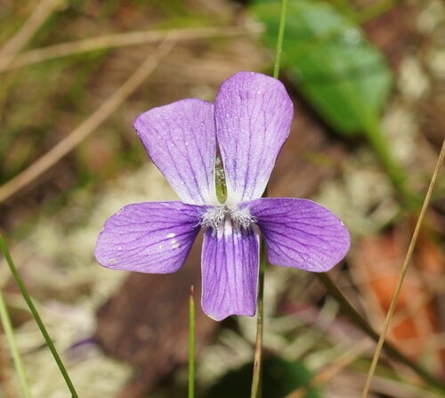 Viola hederacea (Native violet) — photo
