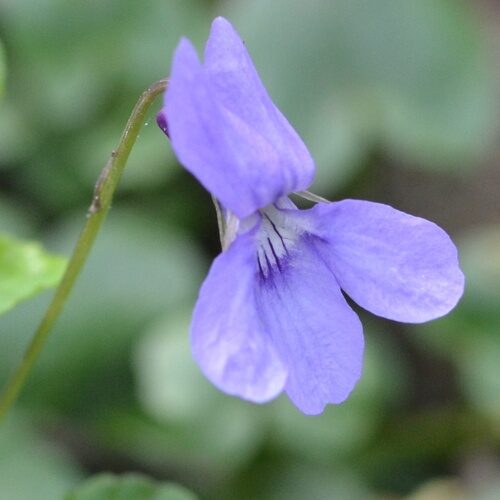Viola reichenbachiana (Chin Ts'Ai) — photo
