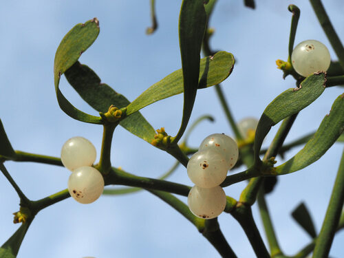 Viscum album (Mistletoe) — photo