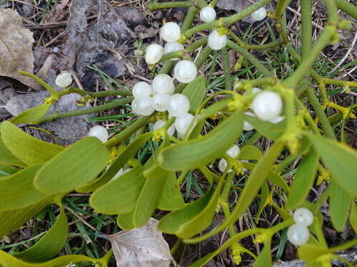 Viscum album (Mistletoe) — photo
