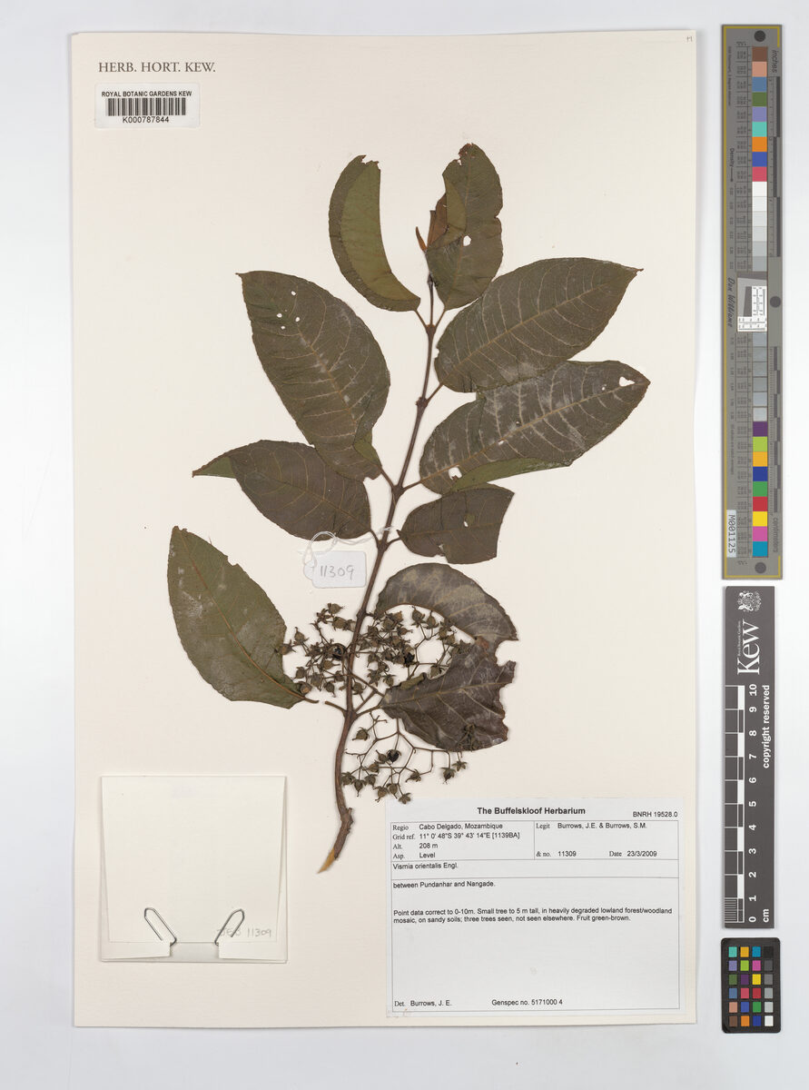 Vismia orientalis