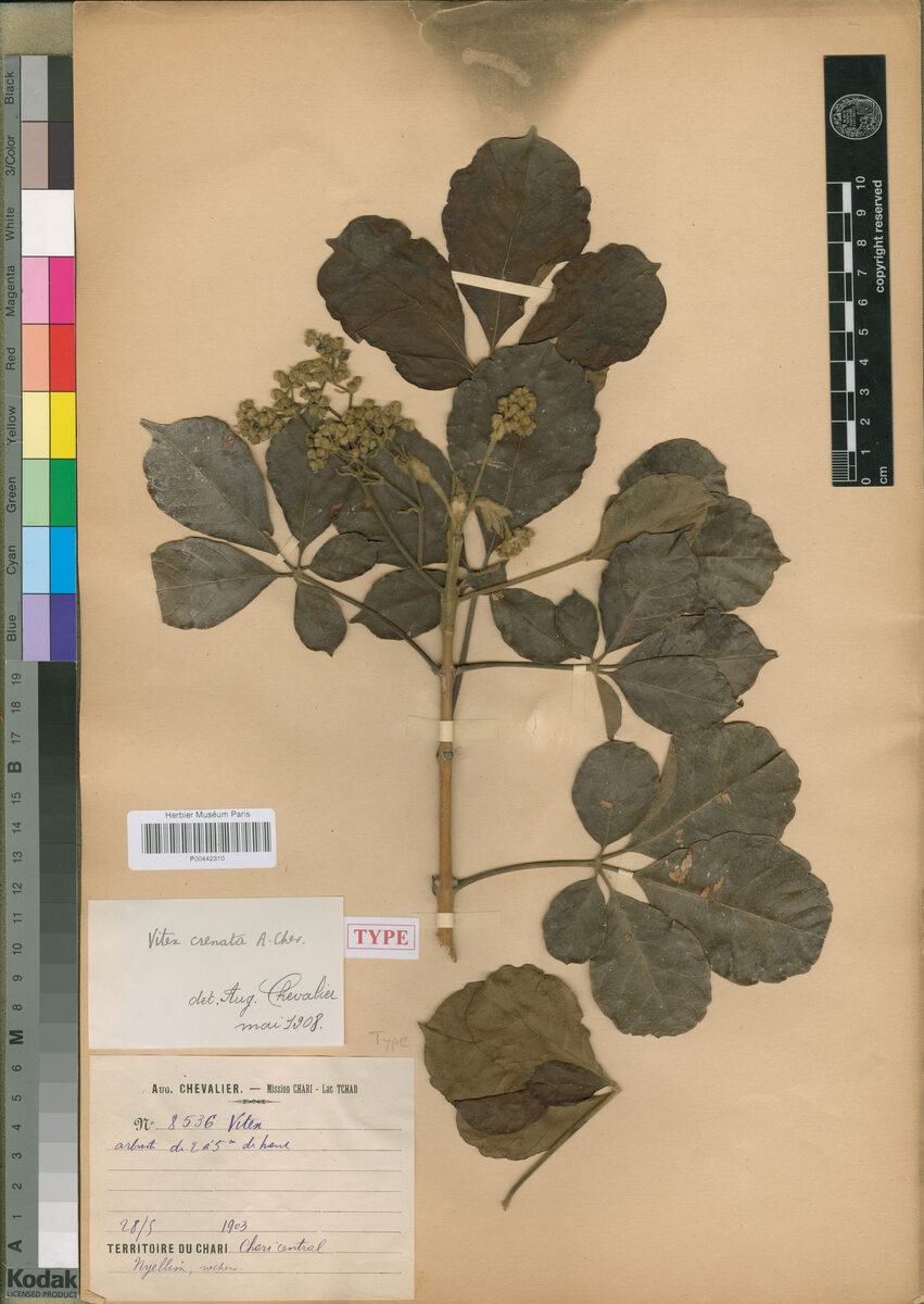 Vitex crenata — photo