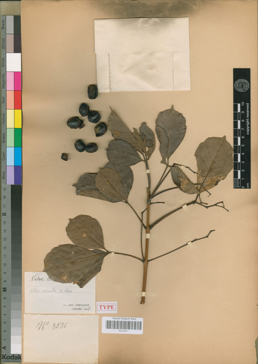 Vitex crenata