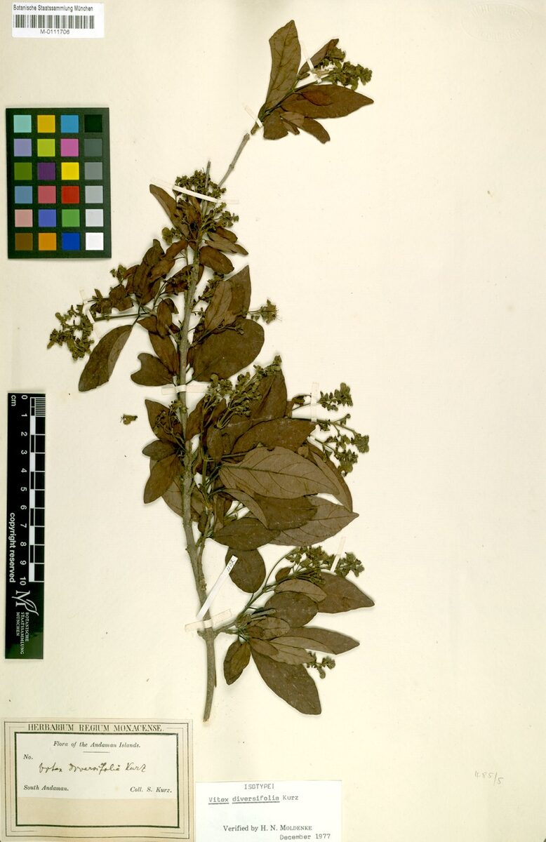 Vitex diversifolia