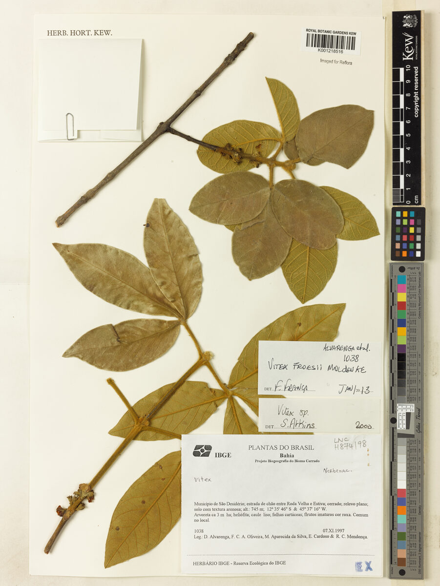 Vitex flavens — photo