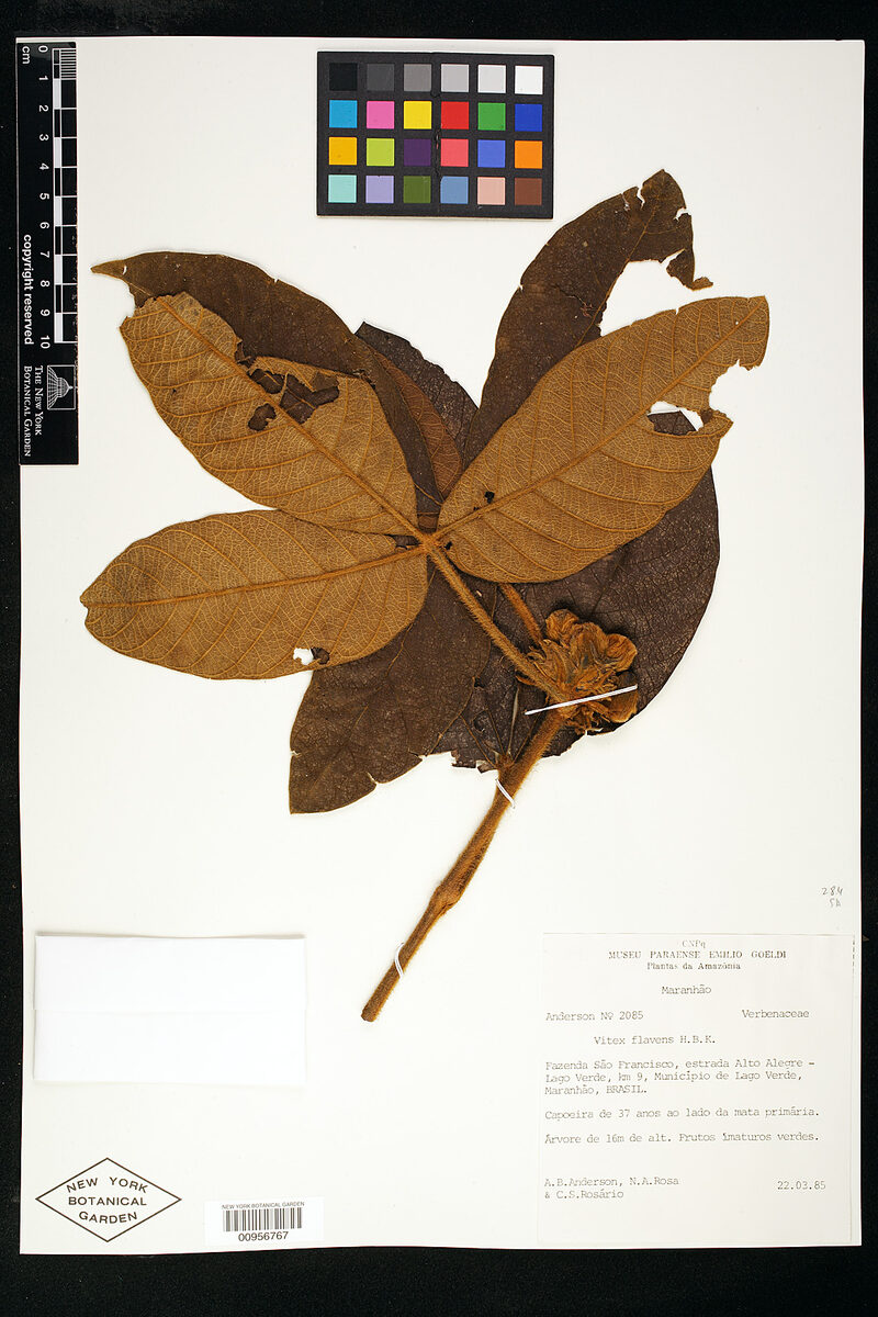 Vitex flavens — photo