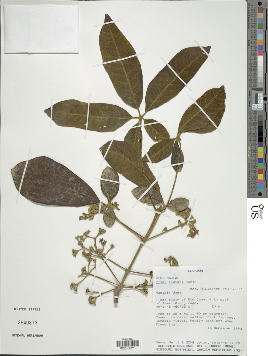 Vitex flavens