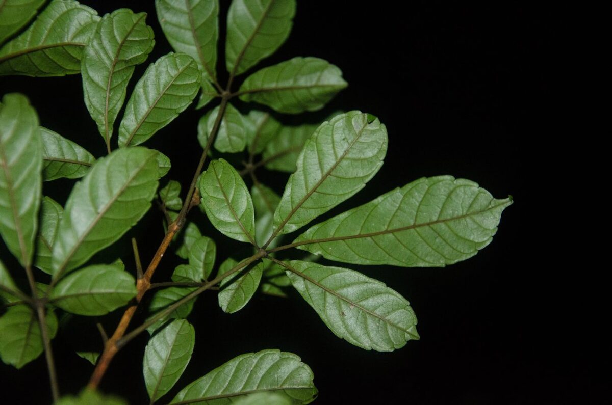 Vitex micrantha — photo