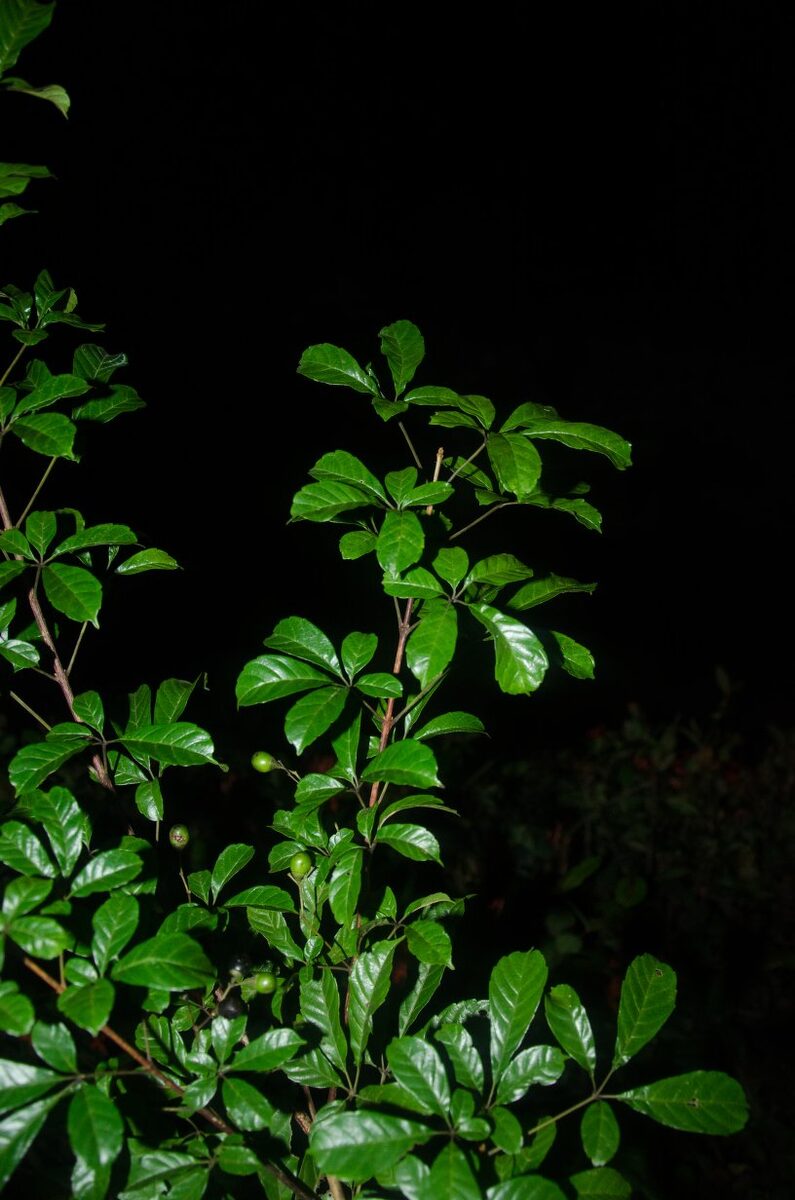 Vitex micrantha — photo