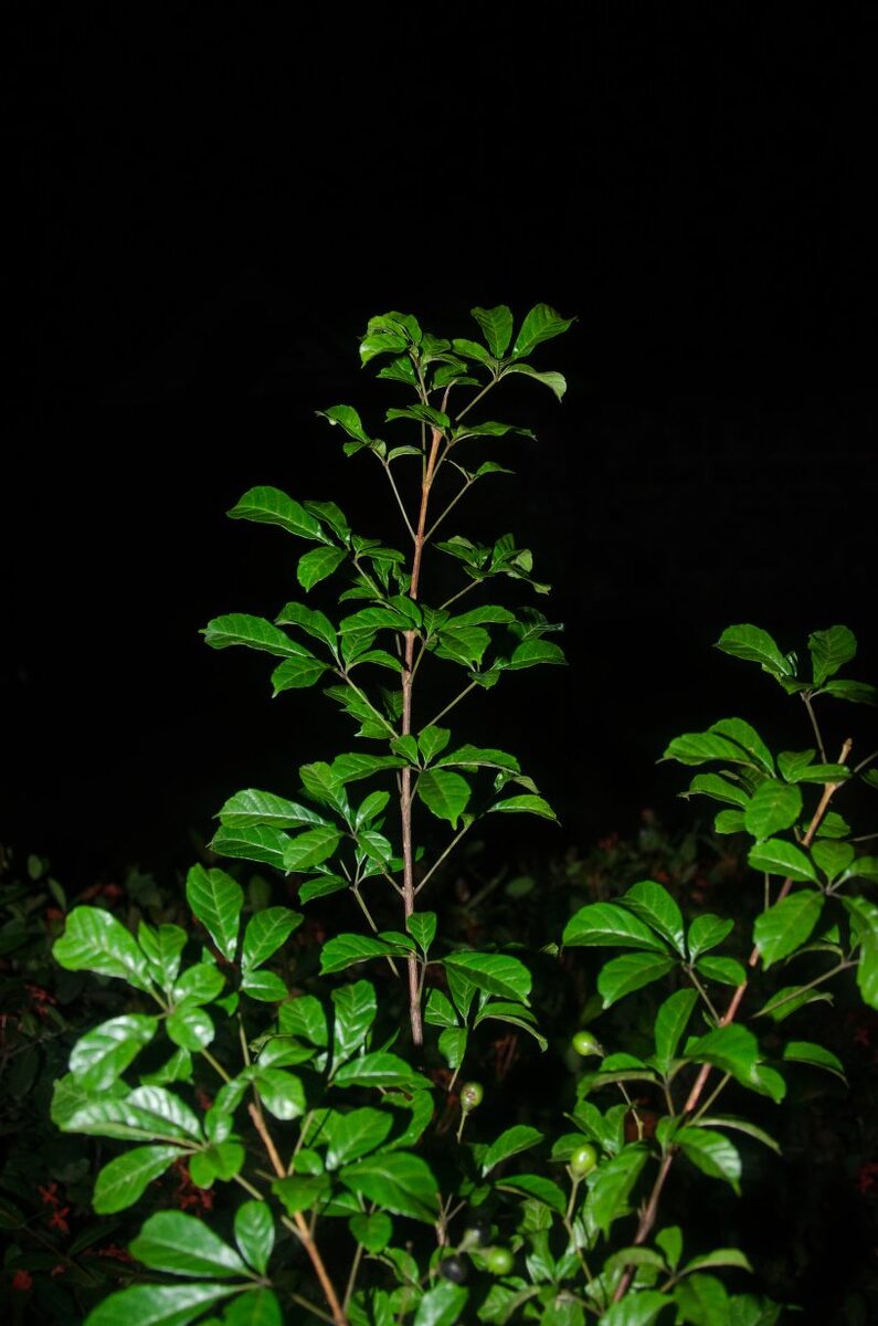Vitex micrantha