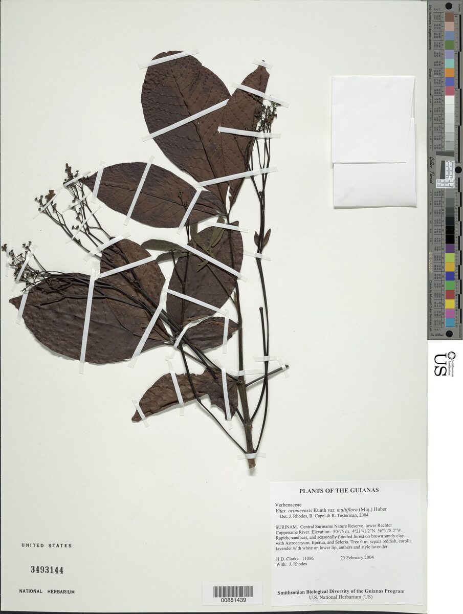 Vitex orinocensis var. multiflora — photo