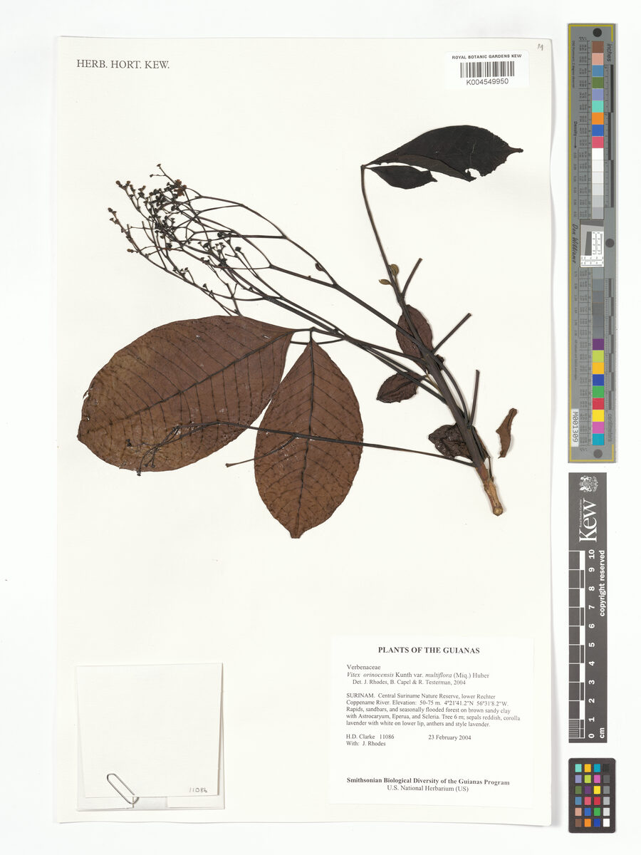 Vitex orinocensis var. multiflora — photo