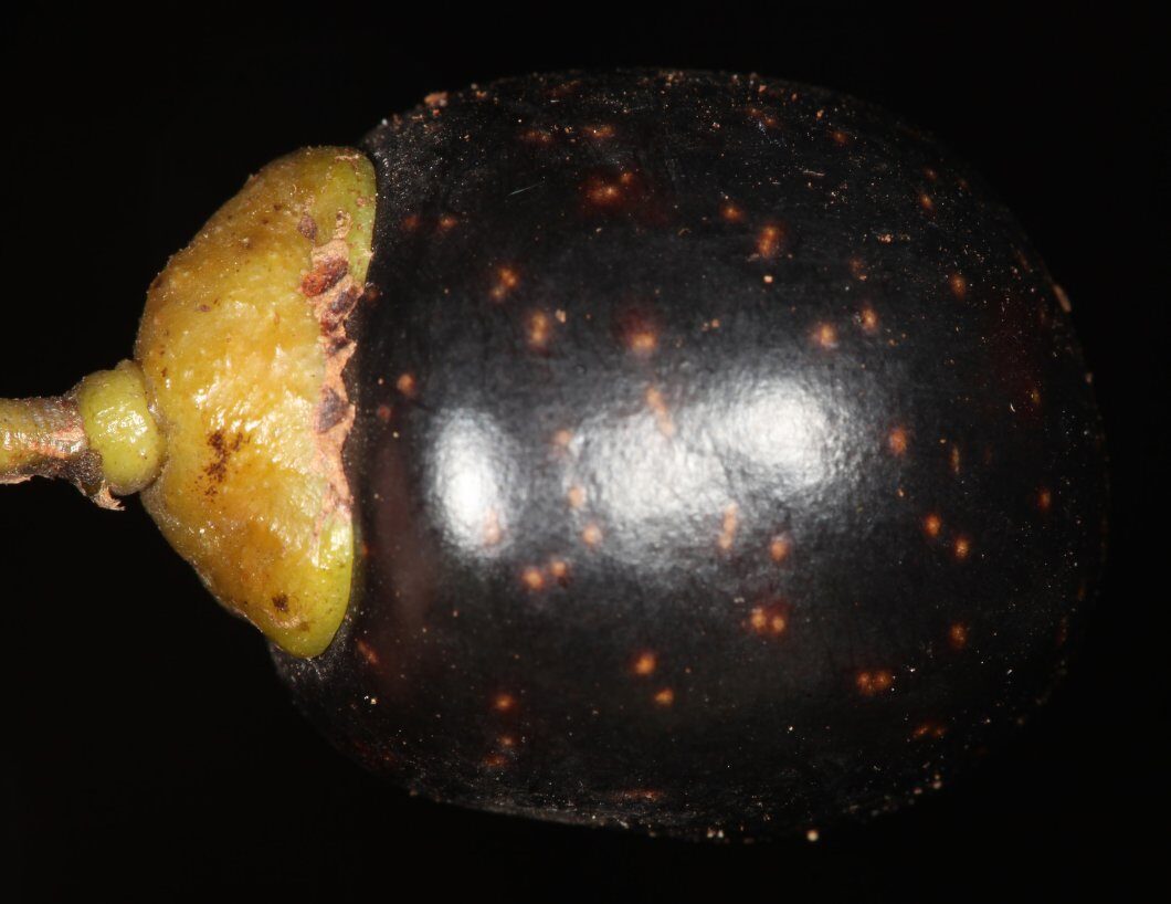 Vitex rivularis