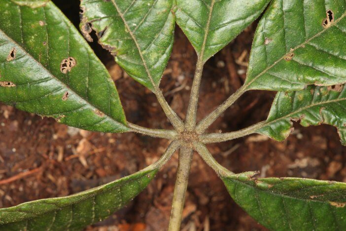 Vitex rivularis — photo