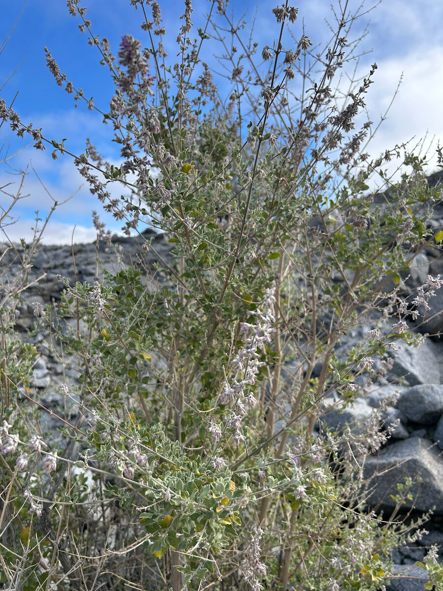 Vitex simplicifolia — photo