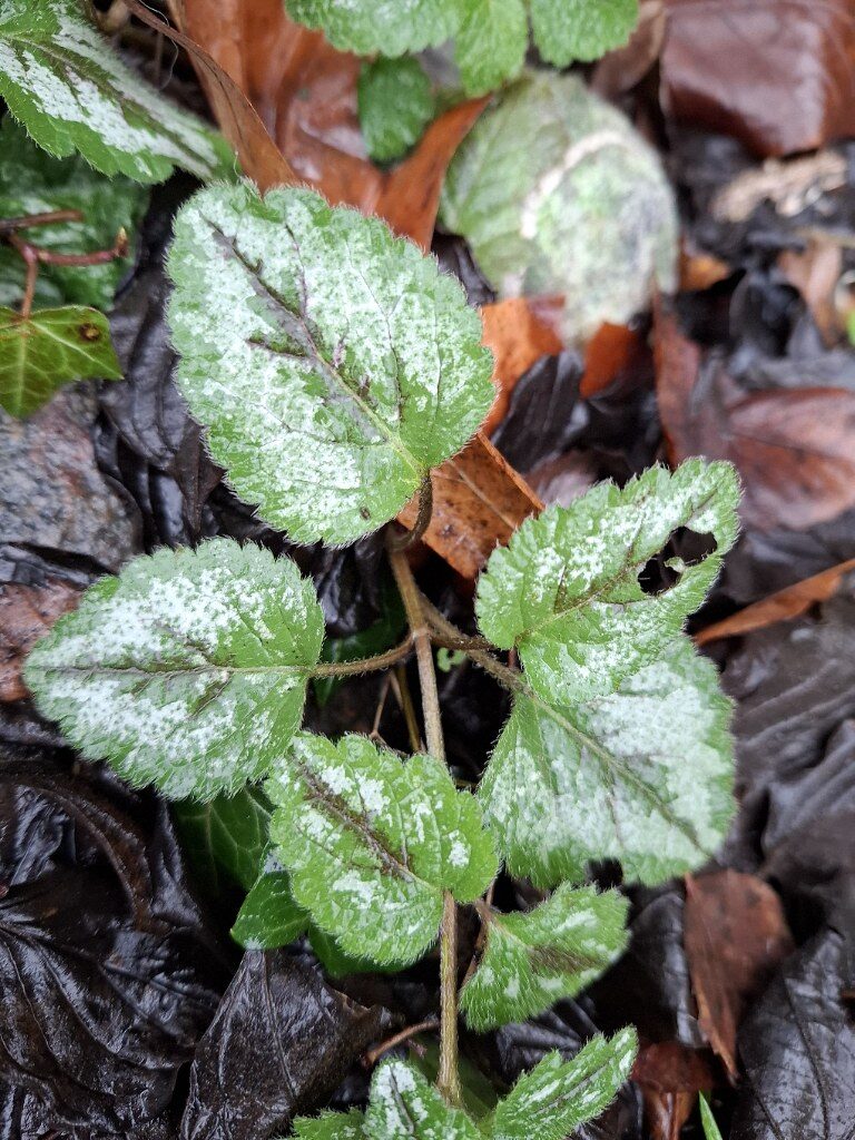 Vitex simplicifolia — photo