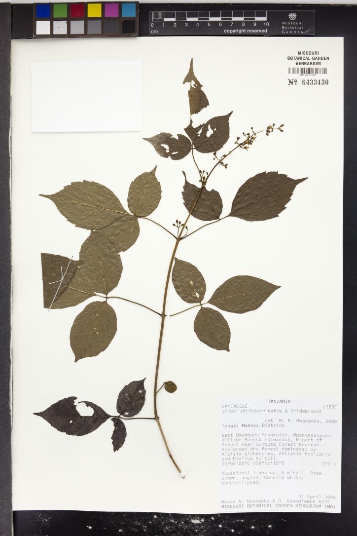 Vitex strickeri — photo