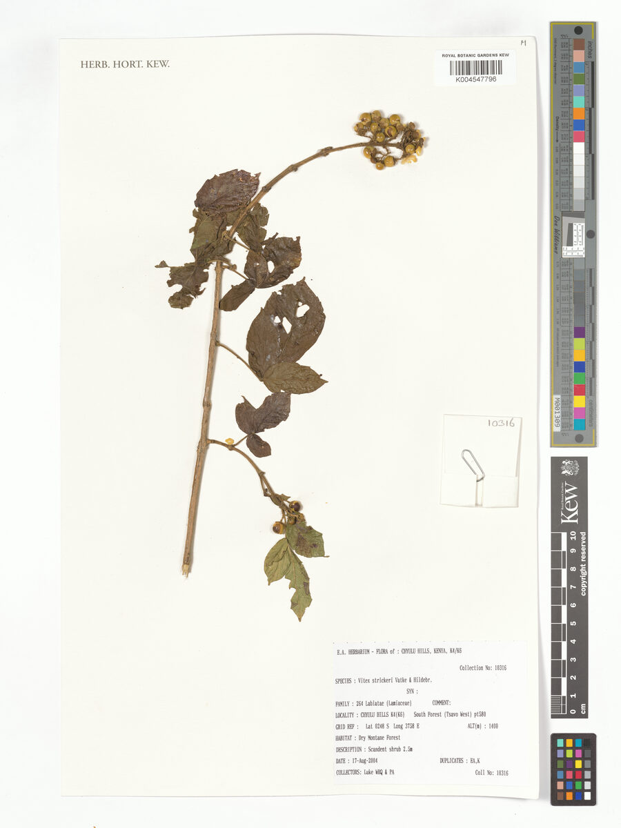 Vitex strickeri — photo