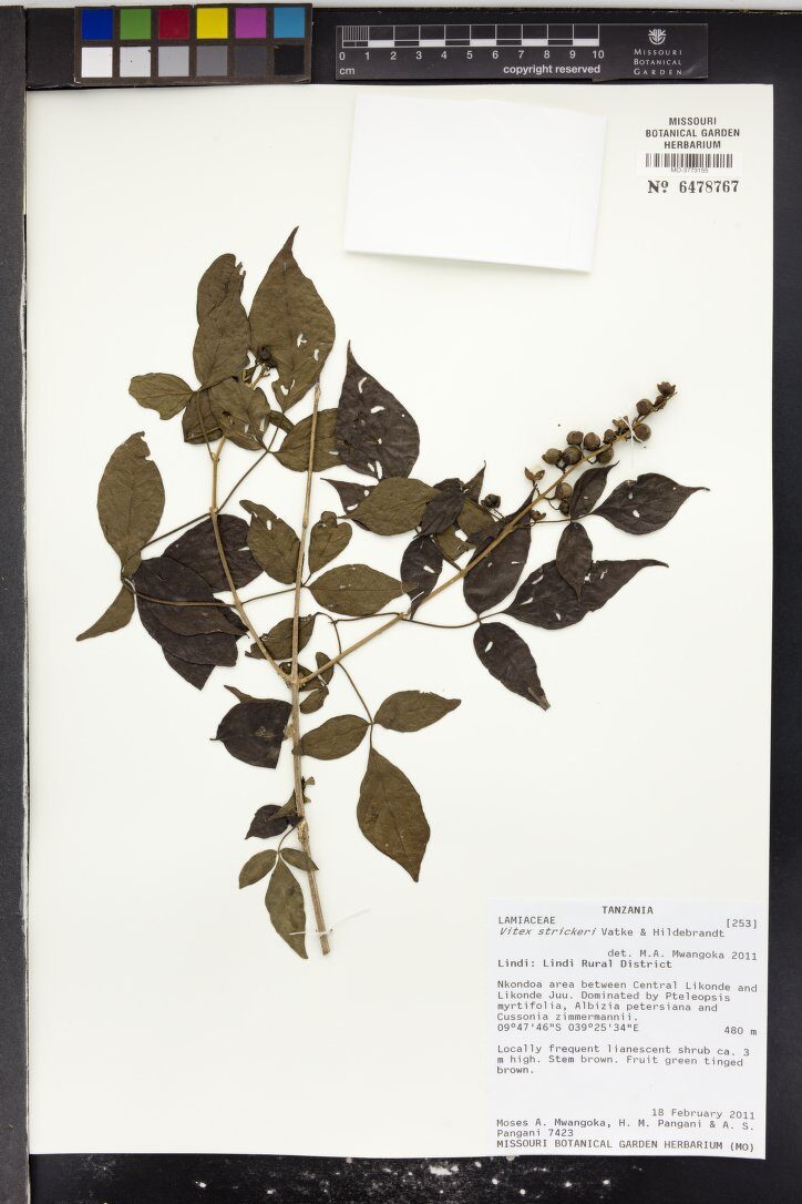Vitex strickeri