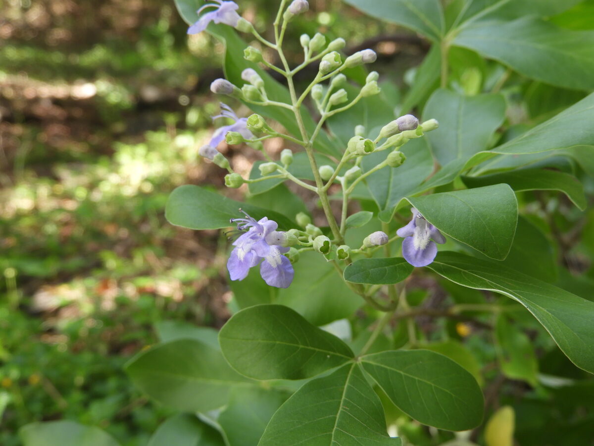 Vitex trifolia (Common blue vitex) — photo