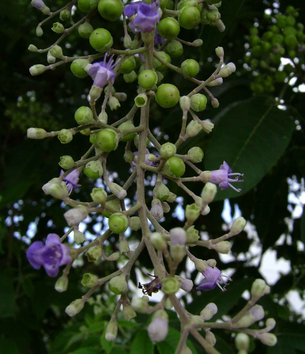 Vitex trifolia