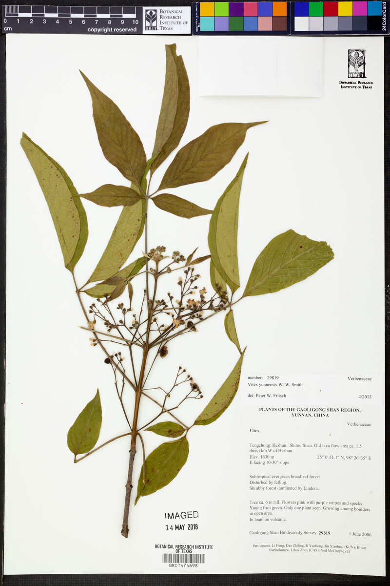 Vitex yunnanensis — photo