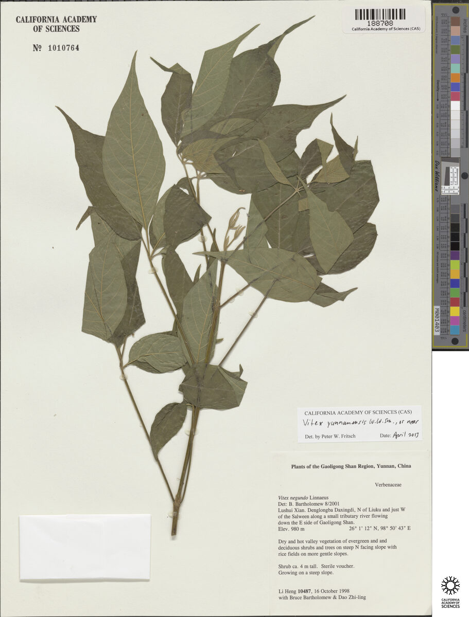 Vitex yunnanensis — photo