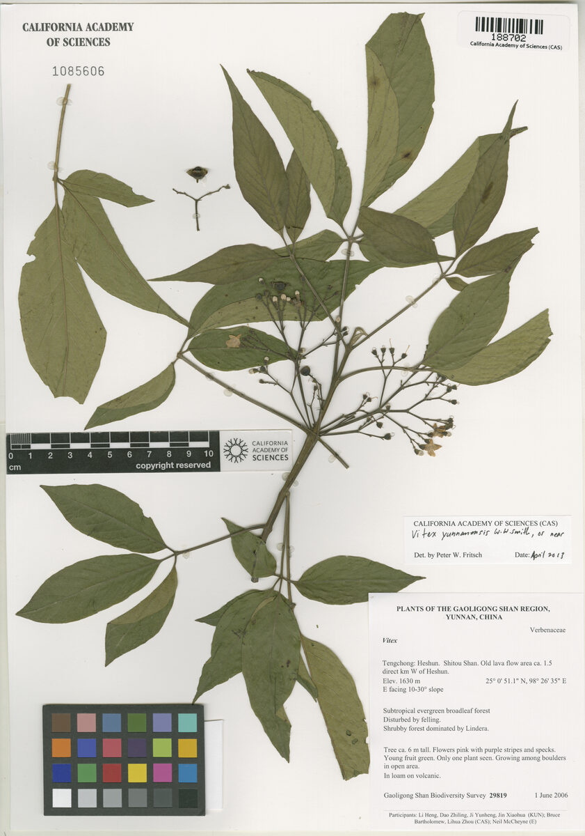 Vitex yunnanensis